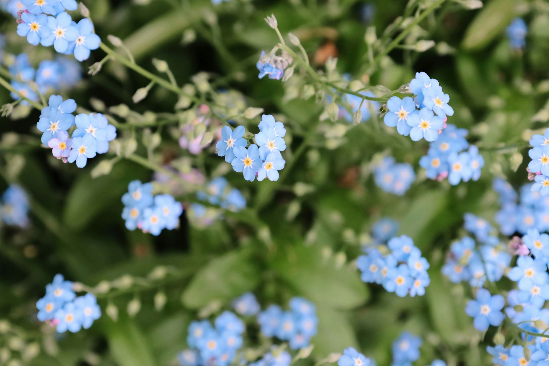 טיפול באמצעות הפרוטוקול המאוחד UP
